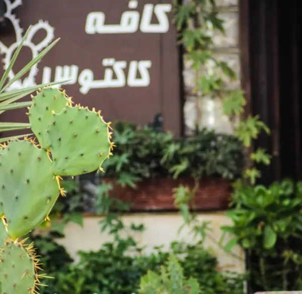 کافه کاکتوس