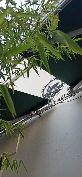  کافه فابریکا